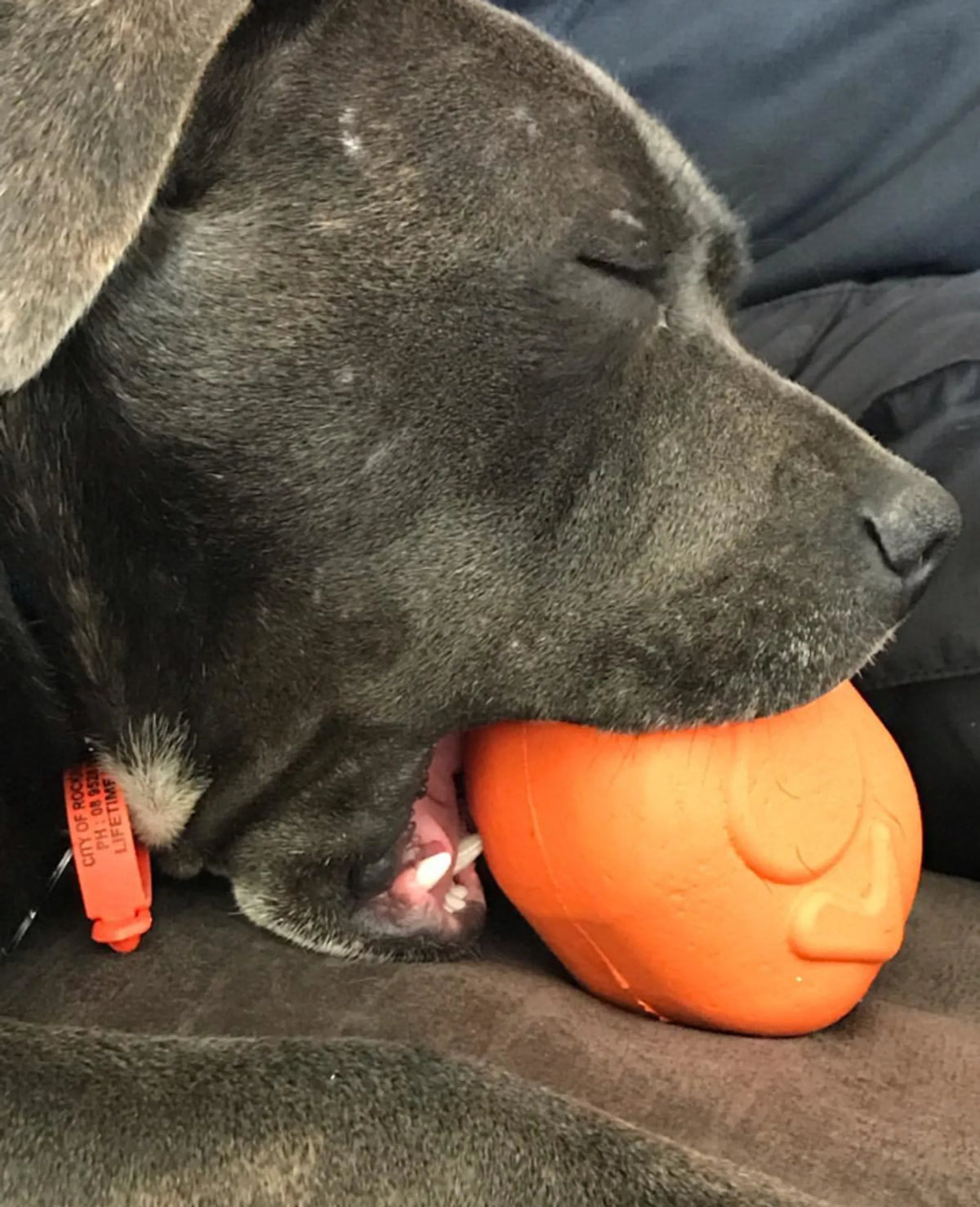 Roasted Turkey Dog Chew Toy & Treat Dispenser